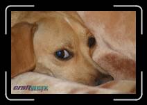 kiannathedog * 3072 x 2048 * (1.27MB)