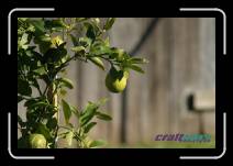 limetree * 3072 x 2048 * (858KB)